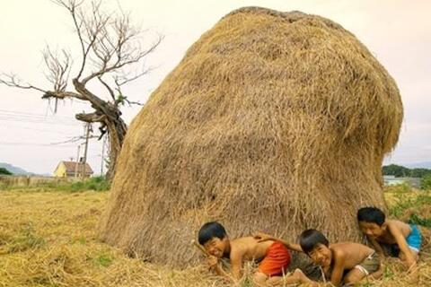 Tản văn ĐỐNG RƠM QUÊ